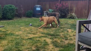 Boxer Fun