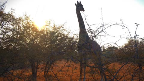 A Giraffe feeding on leaves of a shrub