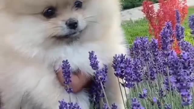 Cute dog videos | cutest moment of the puppies | cutest puppies