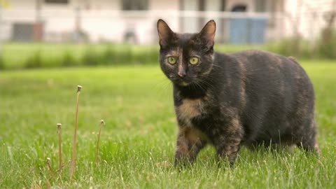 Cat standing in backyard grass turns and looks at camera