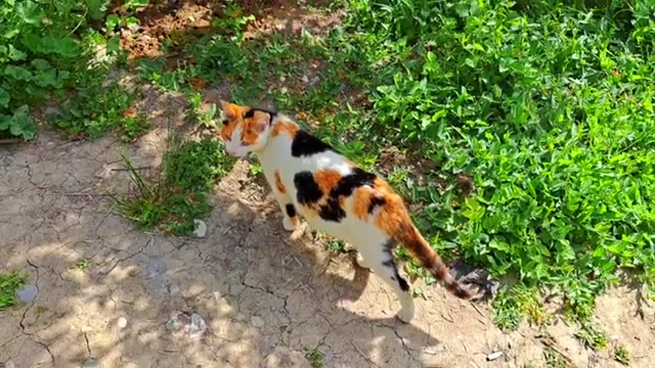 A pregnant cat and a male cat rest together. Cats are resting.