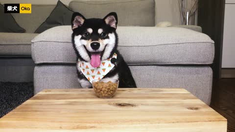 Dogs Reviewing Different Types of Food