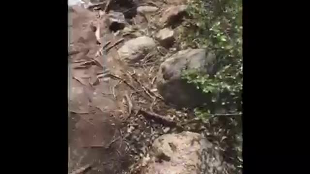 Black dog running into river fetching tree branch