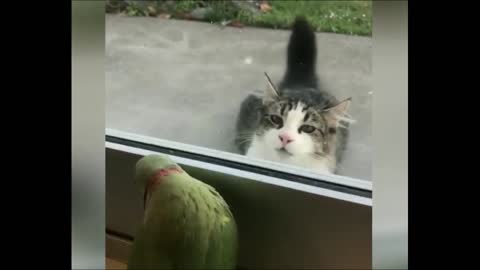 Playing the hidden cat vs bird