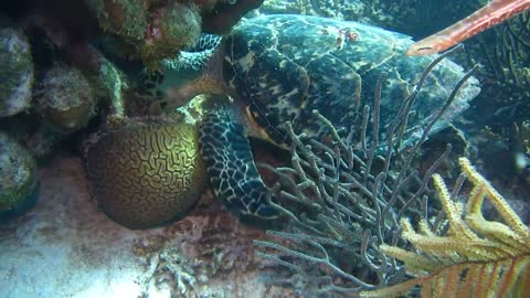 Hawksbill eating