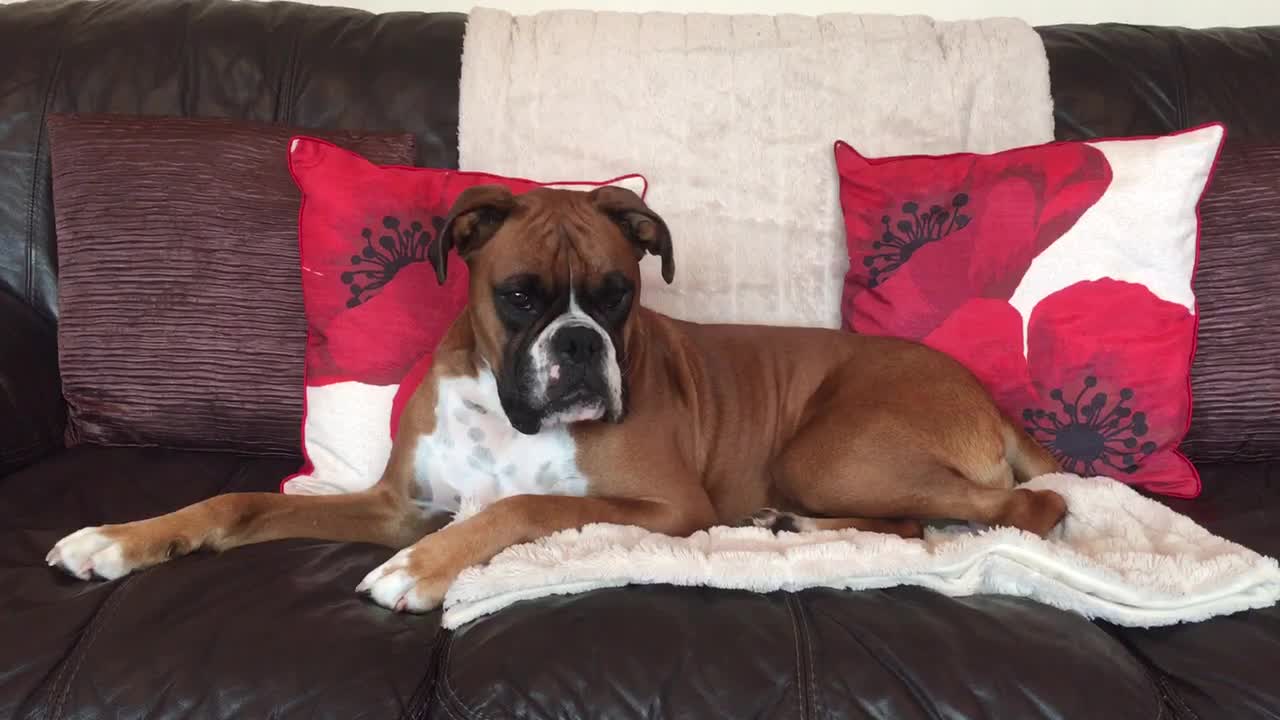 Boxer "sings" along to his favorite song