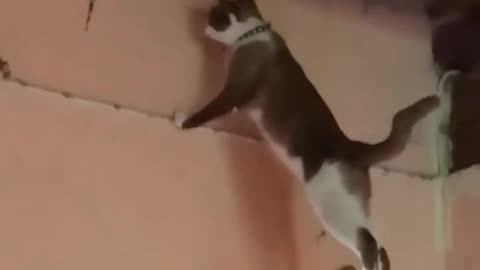 Justfunnyanimals