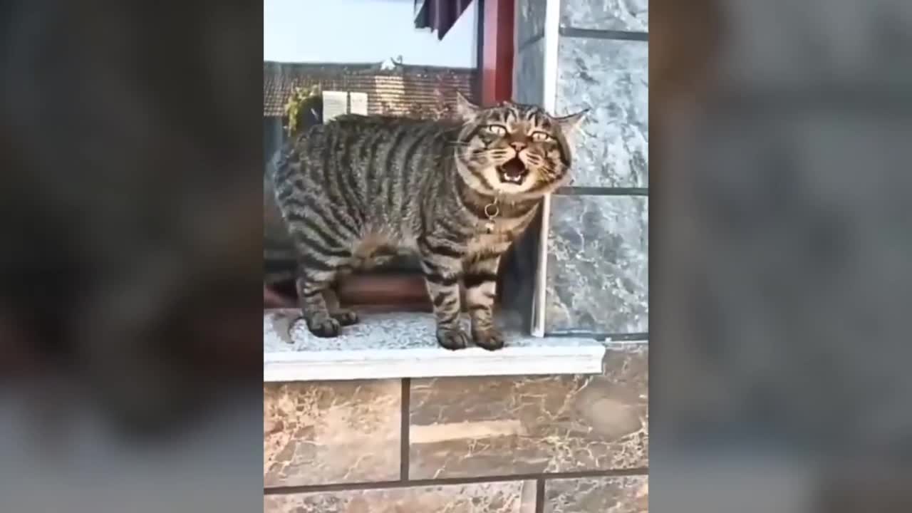 Cats talking !! these cats can speak english better than us