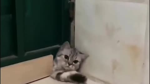 tiktok funny animals daily