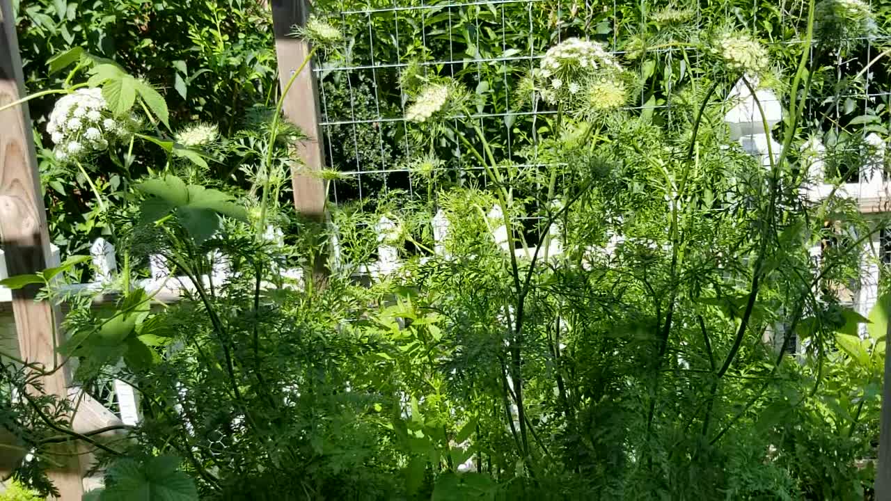 Harvesting Over Wintered Carrots That Are Going Top Flower