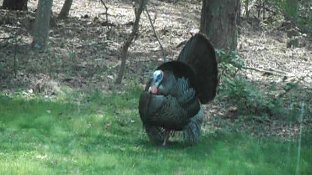 Wild Turkey Tom display