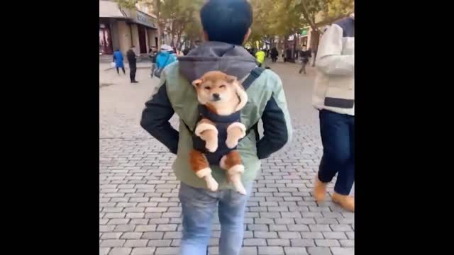 Best Animals 2 Minutes of Funny Cats and Dogs Videos