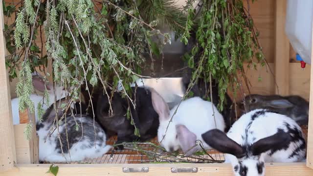 baby rabbits eating greenery little rabbits in their