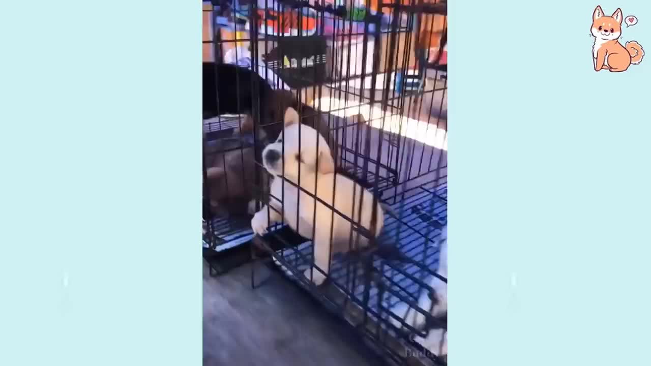 Cute puppies reaction