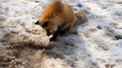 Funy video in Cute Fox