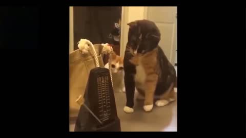 Funny Animals Playing - Try Not to Laugh