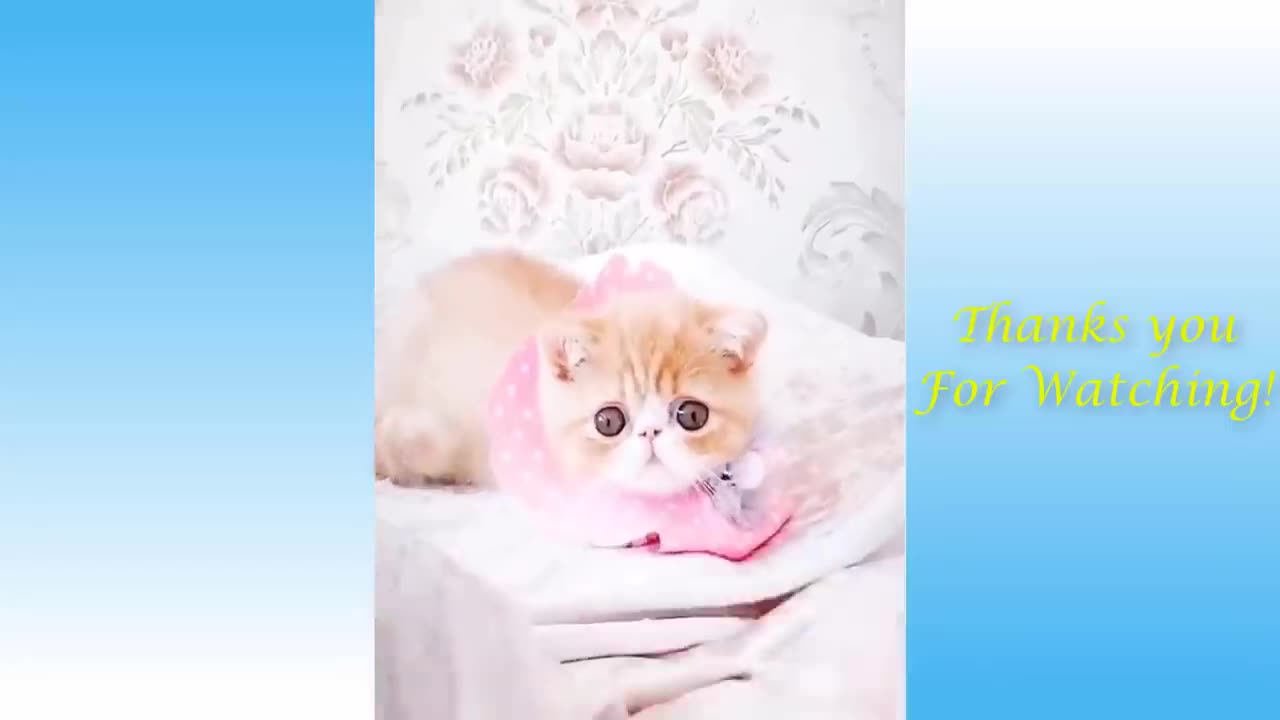 Funny and Cute Cat's Life 🐱🐱🐱