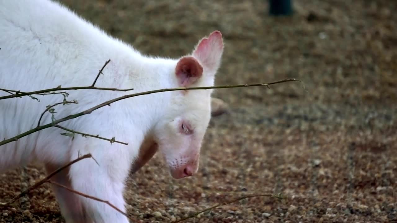 Albino wallaroo, macropus robustus in zoo