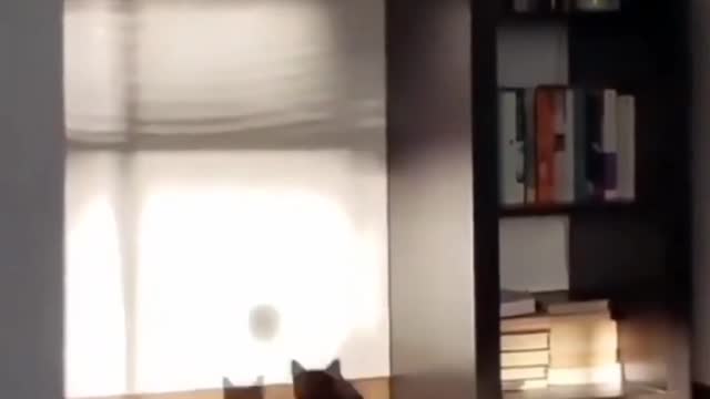 Funny cat attacks on his shadow 🤣😂|