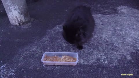 Fluffy black cat meowing thin