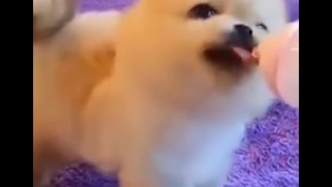 This cute little puppy will surprise u