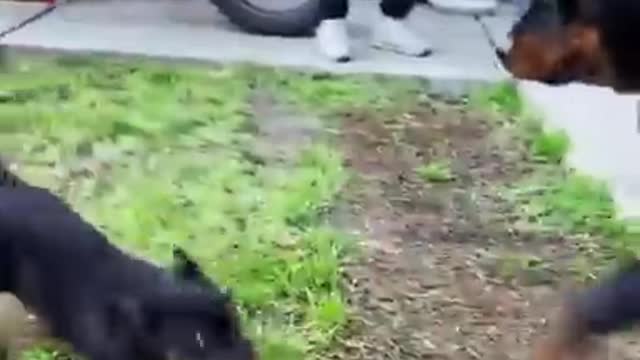 Rottweiler mom and baby argue❤️😘