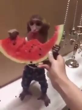 Monkey love watermelons