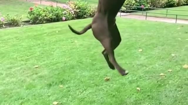 Dogs That fly- American pit bull Terrier show Their jumping