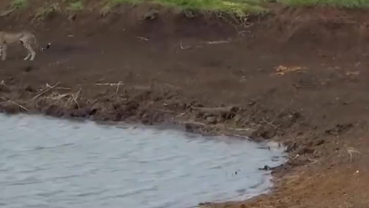 Fastest Land Animal...Not Water Animal