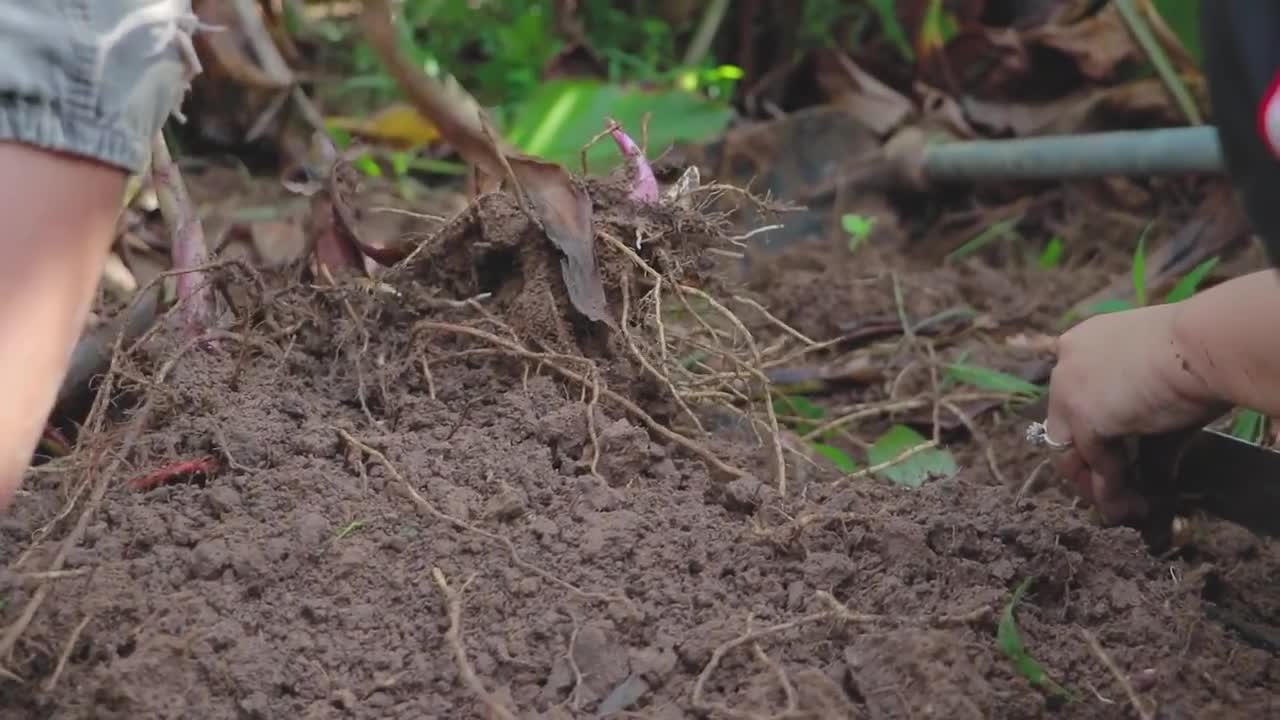 Finding arrowroot for my meal today - Arrowroot digging