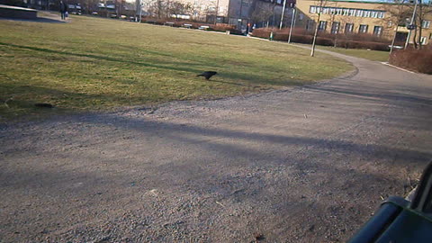 Korpen och kexchoklad. Furutorpsplatsen, Helsingborg 10 Febr. 2014