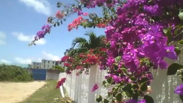 Flores de primavera roxa, vermelha e laranja em um muro, muito lindas! [Nature & Animals]