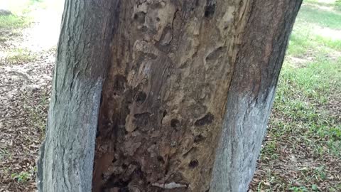 The tree is hollow