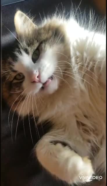 Big fat cat cries every time you touch him