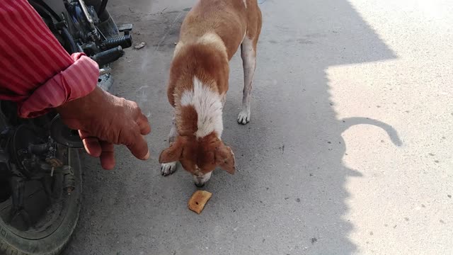 I fed the sick dog lying on the street