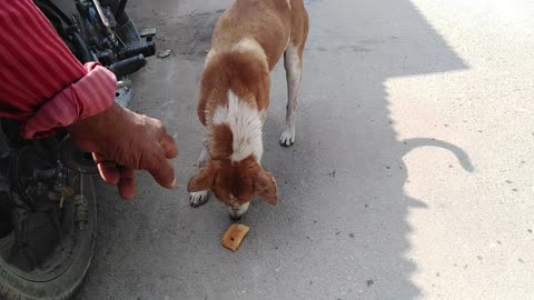 I fed the sick dog lying on the street