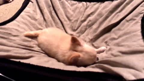 Try not to Laugh | Watch what happened if you tell little chihuahua it's time to bed