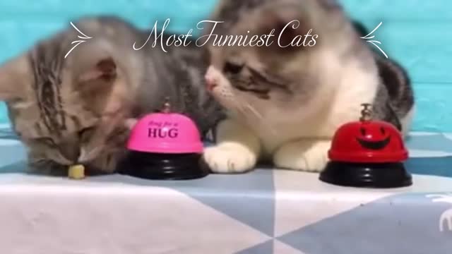 funny cats video