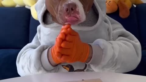 Pitbull eating time