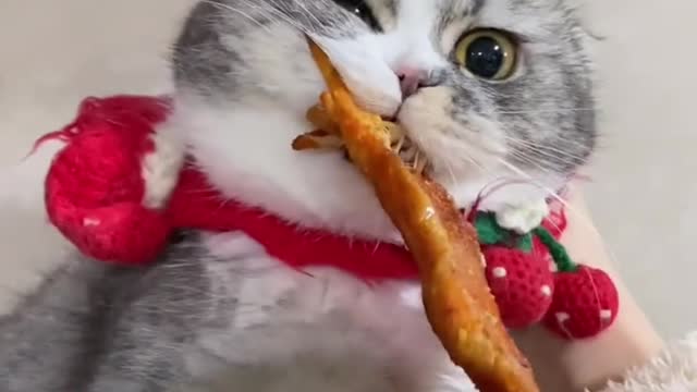 cat daily funny moments part.10