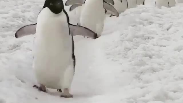 Sweet pinguins