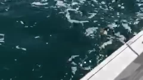 Shark vs Fiji Frat Boy