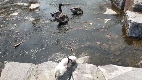 A puppy that wants to play with a duck