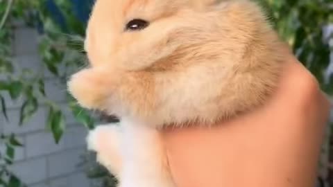 Adorable Dwaft Bunny ❤️❤️ #shorts #bunny #cuteanimals