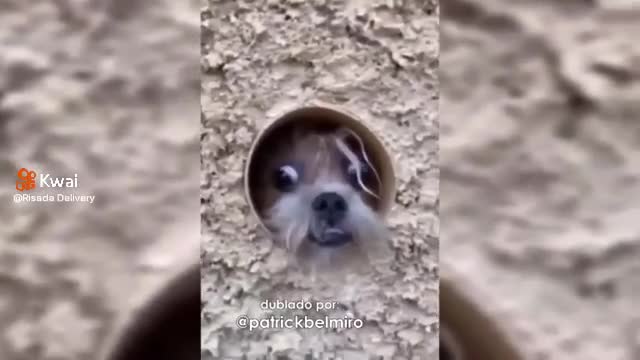 DISCURSAO DOS ANIMAIS