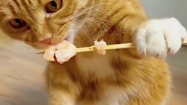 Cat eating Style is very interesting