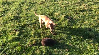 Huge hedgehog meets sheep