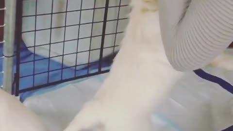 White labrador puppy bites girl's hair in slowmotion