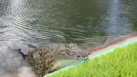 The crocodile is a strange-looking creature.