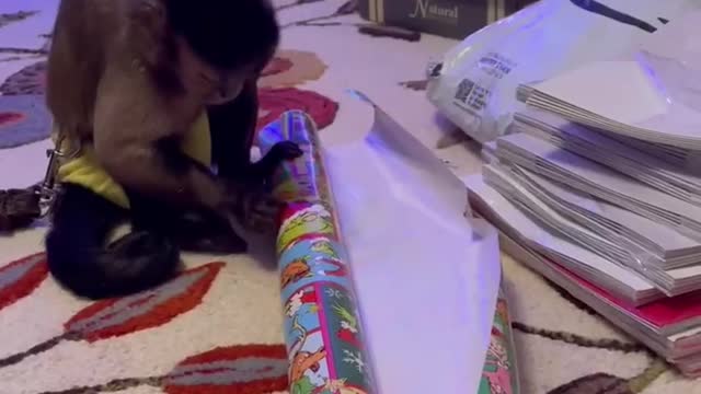 Present Wrapping HD Quality Video